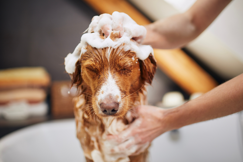 Lo shampoo per cani